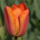 15 Tulpen (oranje) (leverbaar van aug-dec)